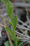 Orange milkwort